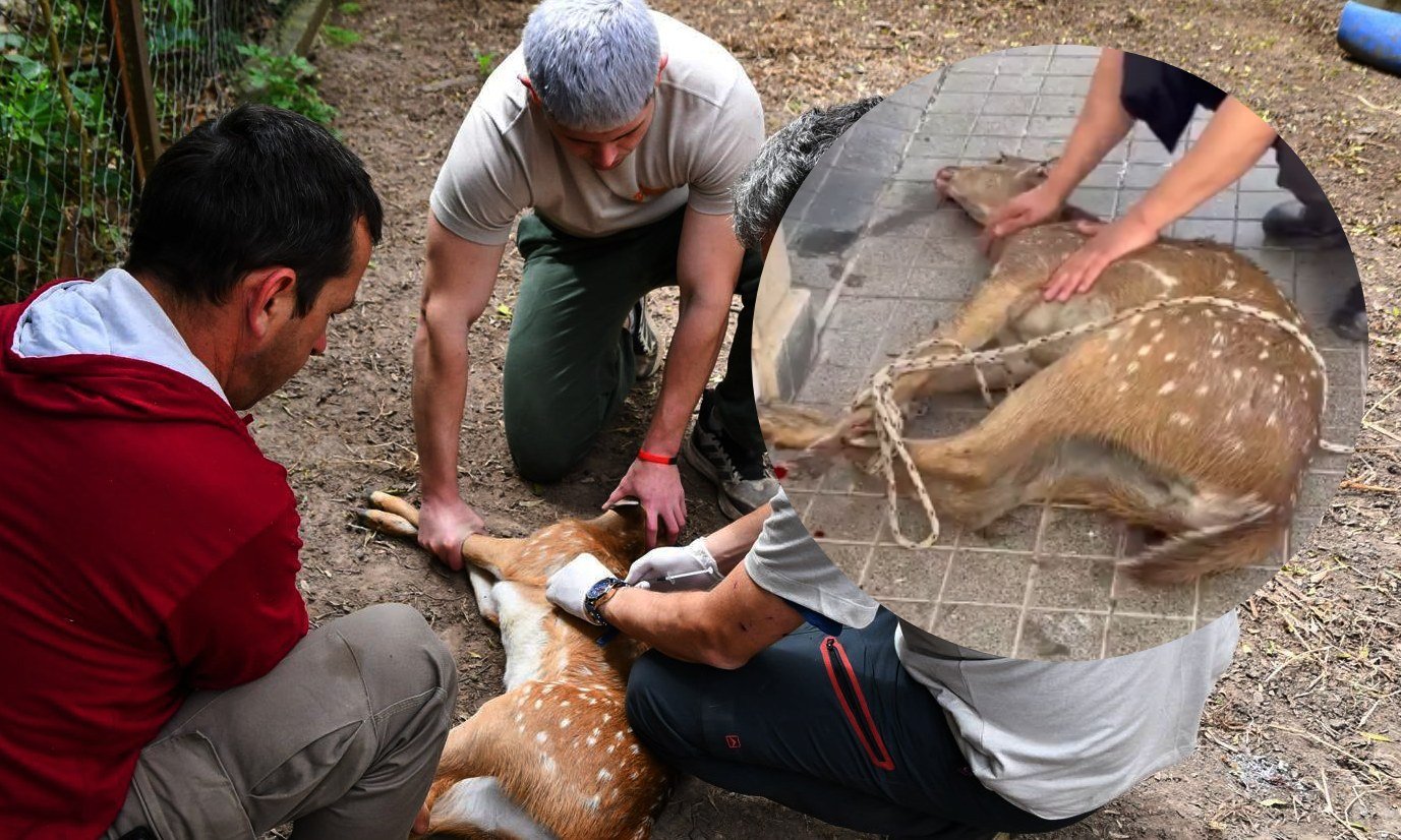 La presencia de animales silvestres en zonas urbanas requiere la intervención de personal especializado para garantizar su seguridad y la de la población. Foto de archivo.