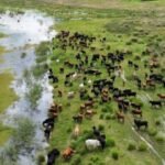 La crecida del río Paraná avanza sobre campos bajos de la costa santafesina, mientras los productores trasladan el ganado hacia zonas más altas. Foto: gentileza.