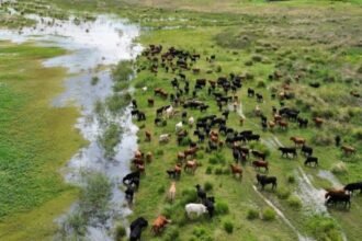La crecida del río Paraná avanza sobre campos bajos de la costa santafesina, mientras los productores trasladan el ganado hacia zonas más altas. Foto: gentileza.