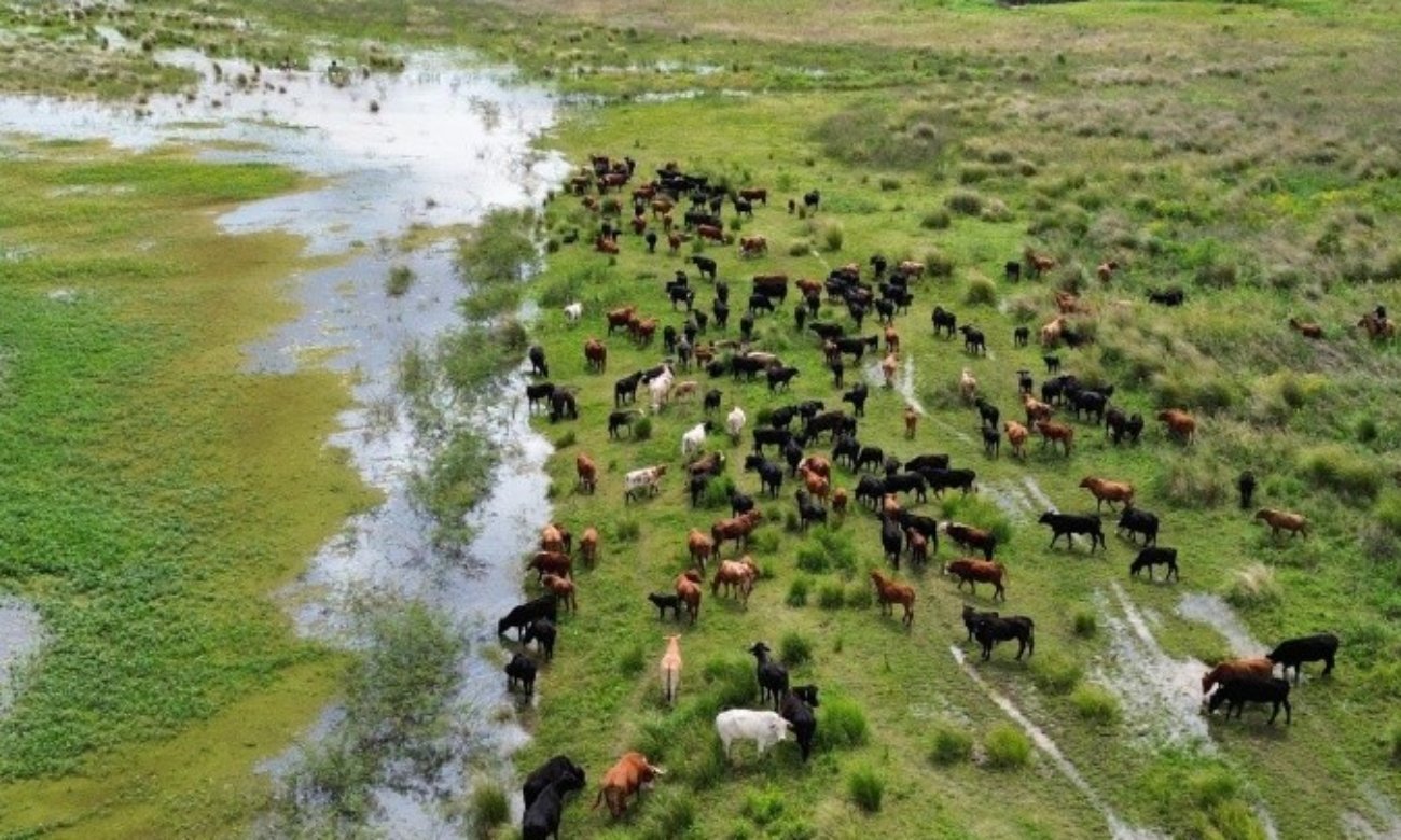 La crecida del río Paraná avanza sobre campos bajos de la costa santafesina, mientras los productores trasladan el ganado hacia zonas más altas. Foto: gentileza.