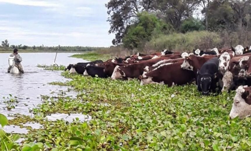 Ganado bovino en las islas de la provincia de Santa Fe, una actividad productiva vinculada a los ciclos del río Paraná. Foto de archivo.
