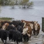 La crecida del río Paraná provoca anegamientos en el norte de Santa Fe y obliga a los productores a trasladar la hacienda hacia zonas más elevadas.