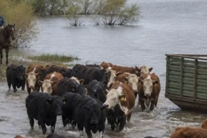 La crecida del río Paraná provoca anegamientos en el norte de Santa Fe y obliga a los productores a trasladar la hacienda hacia zonas más elevadas.