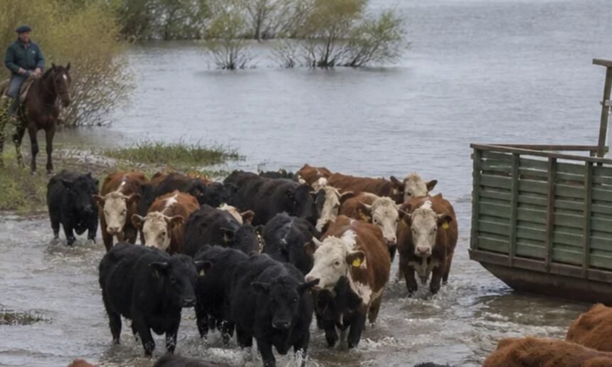 La crecida del río Paraná provoca anegamientos en el norte de Santa Fe y obliga a los productores a trasladar la hacienda hacia zonas más elevadas.