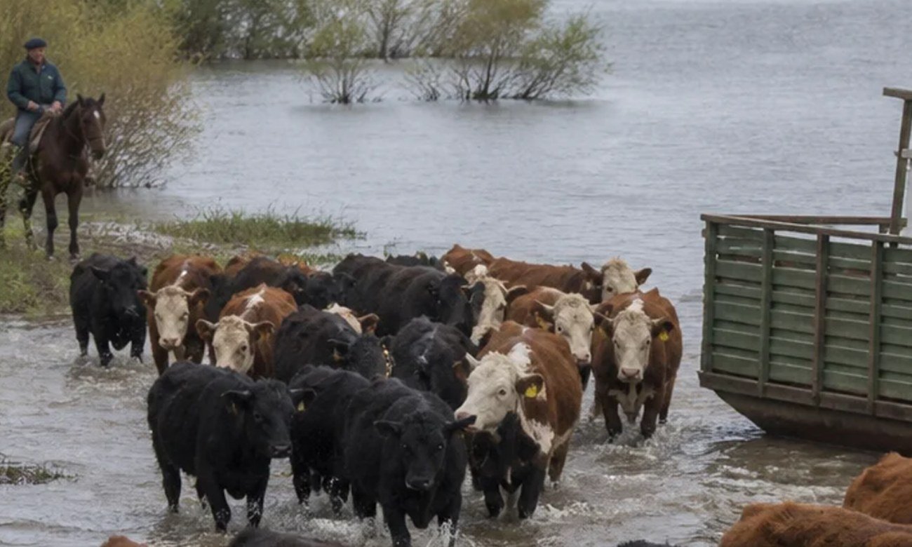 La crecida del río Paraná provoca anegamientos en el norte de Santa Fe y obliga a los productores a trasladar la hacienda hacia zonas más elevadas.